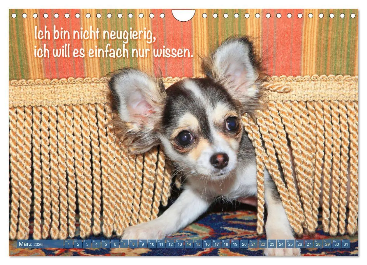 Bild: 9783457322635 | Chihuahua: Kleine Hunde, aber oho (Wandkalender 2026 DIN A4 quer),...