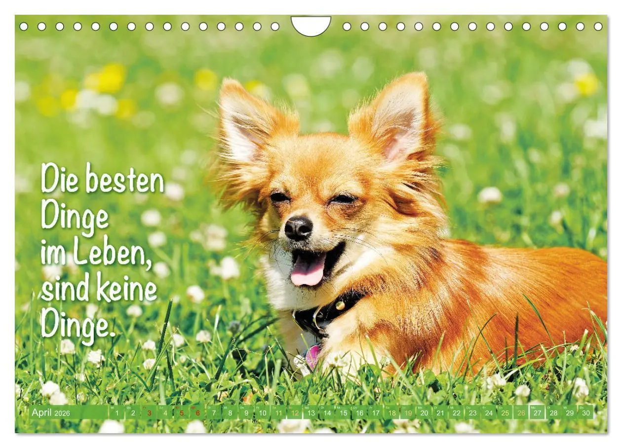 Bild: 9783457322635 | Chihuahua: Kleine Hunde, aber oho (Wandkalender 2026 DIN A4 quer),...