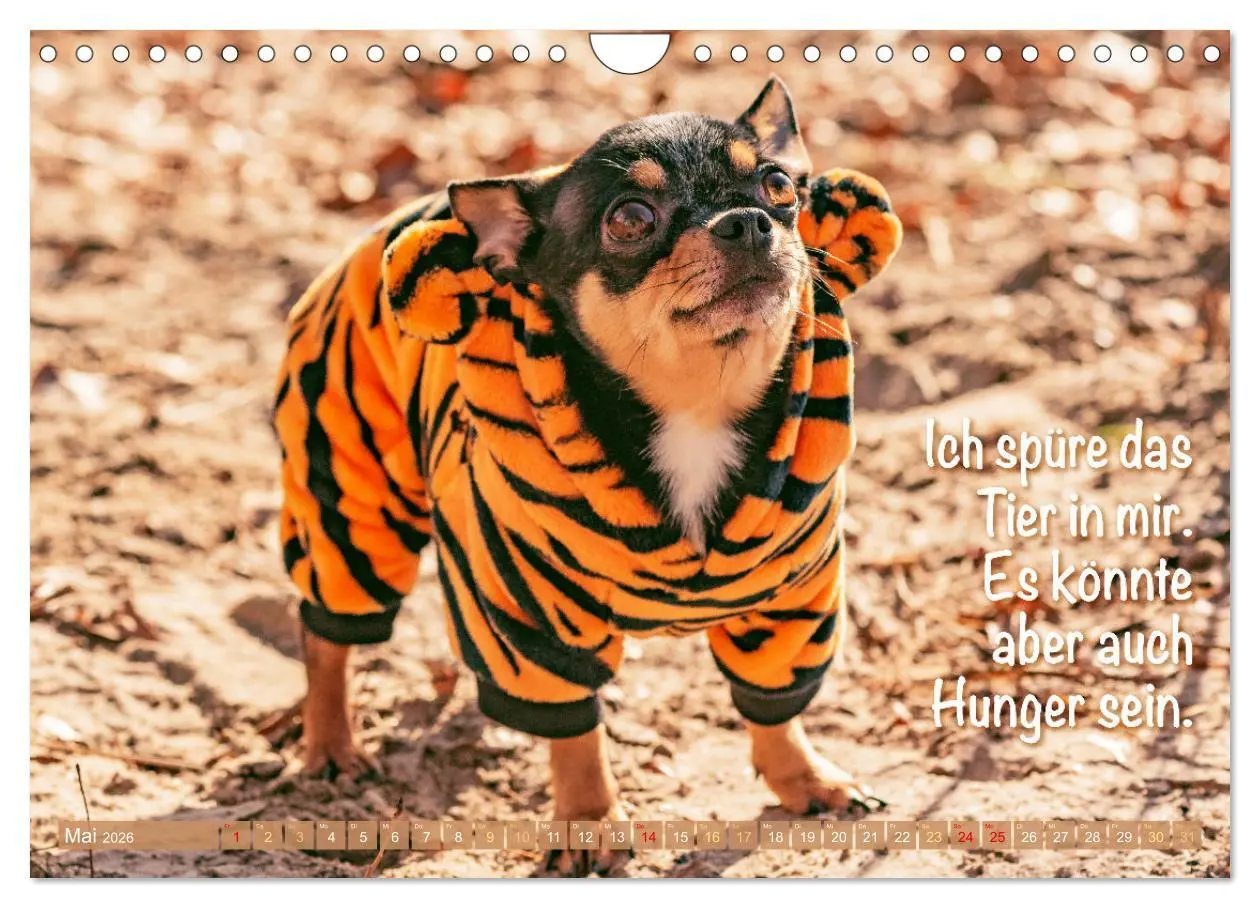 Bild: 9783457322635 | Chihuahua: Kleine Hunde, aber oho (Wandkalender 2026 DIN A4 quer),...