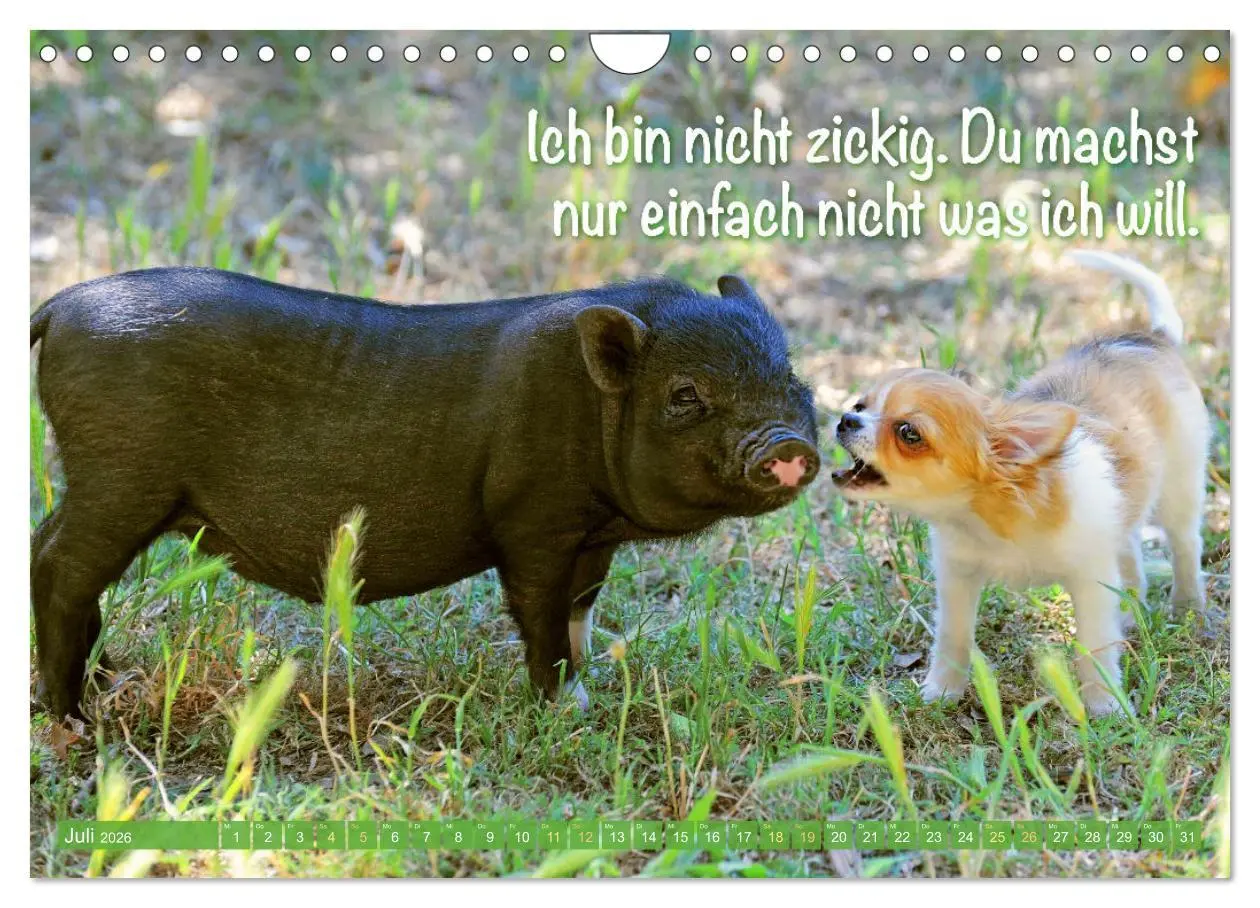 Bild: 9783457322635 | Chihuahua: Kleine Hunde, aber oho (Wandkalender 2026 DIN A4 quer),...