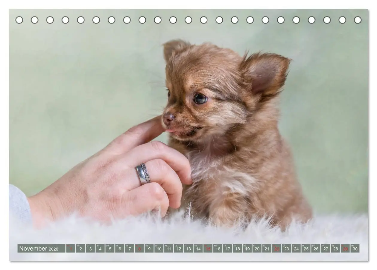 Bild: 9783457932735 | Chihuahua-Babys - Amy und Angel im Studio (Tischkalender 2026 DIN...