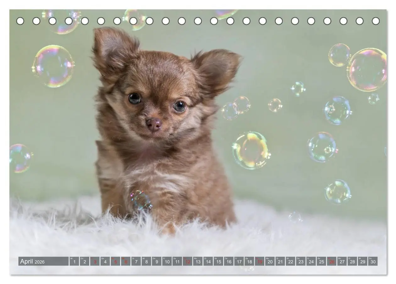 Bild: 9783457932735 | Chihuahua-Babys - Amy und Angel im Studio (Tischkalender 2026 DIN...