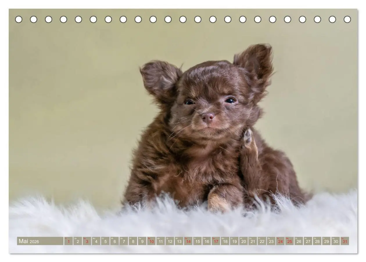 Bild: 9783457932735 | Chihuahua-Babys - Amy und Angel im Studio (Tischkalender 2026 DIN...