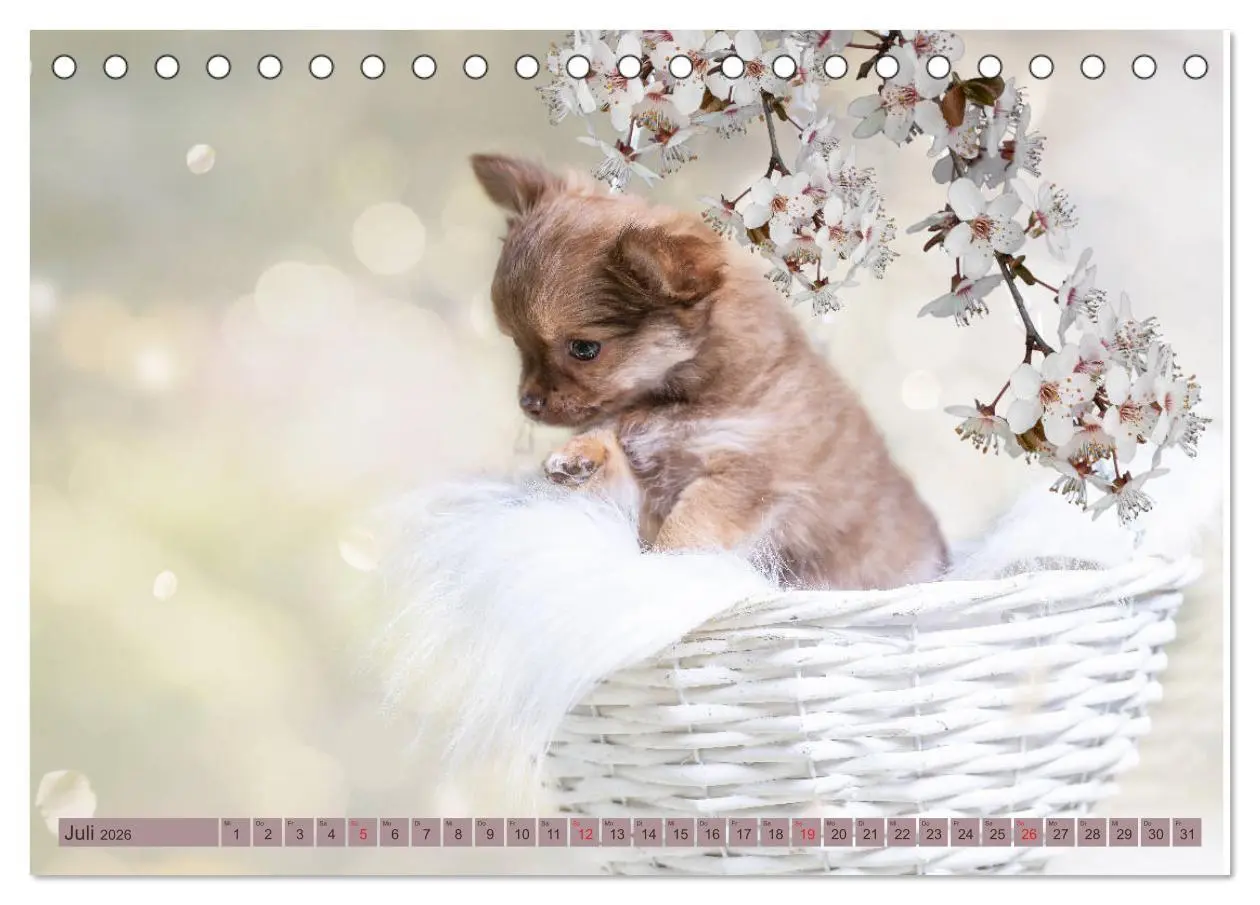Bild: 9783457932735 | Chihuahua-Babys - Amy und Angel im Studio (Tischkalender 2026 DIN...