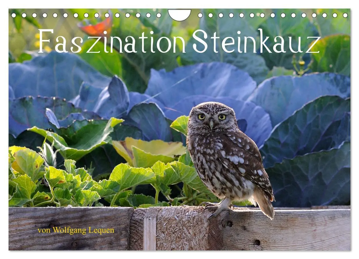 Cover: 9783457612835 | Faszination Steinkauz (Wandkalender 2026 DIN A4 quer), CALVENDO...