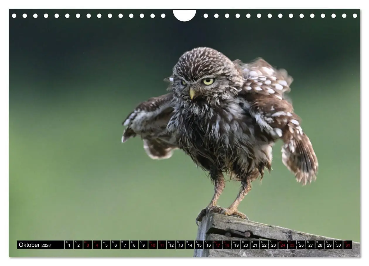 Bild: 9783457612835 | Faszination Steinkauz (Wandkalender 2026 DIN A4 quer), CALVENDO...