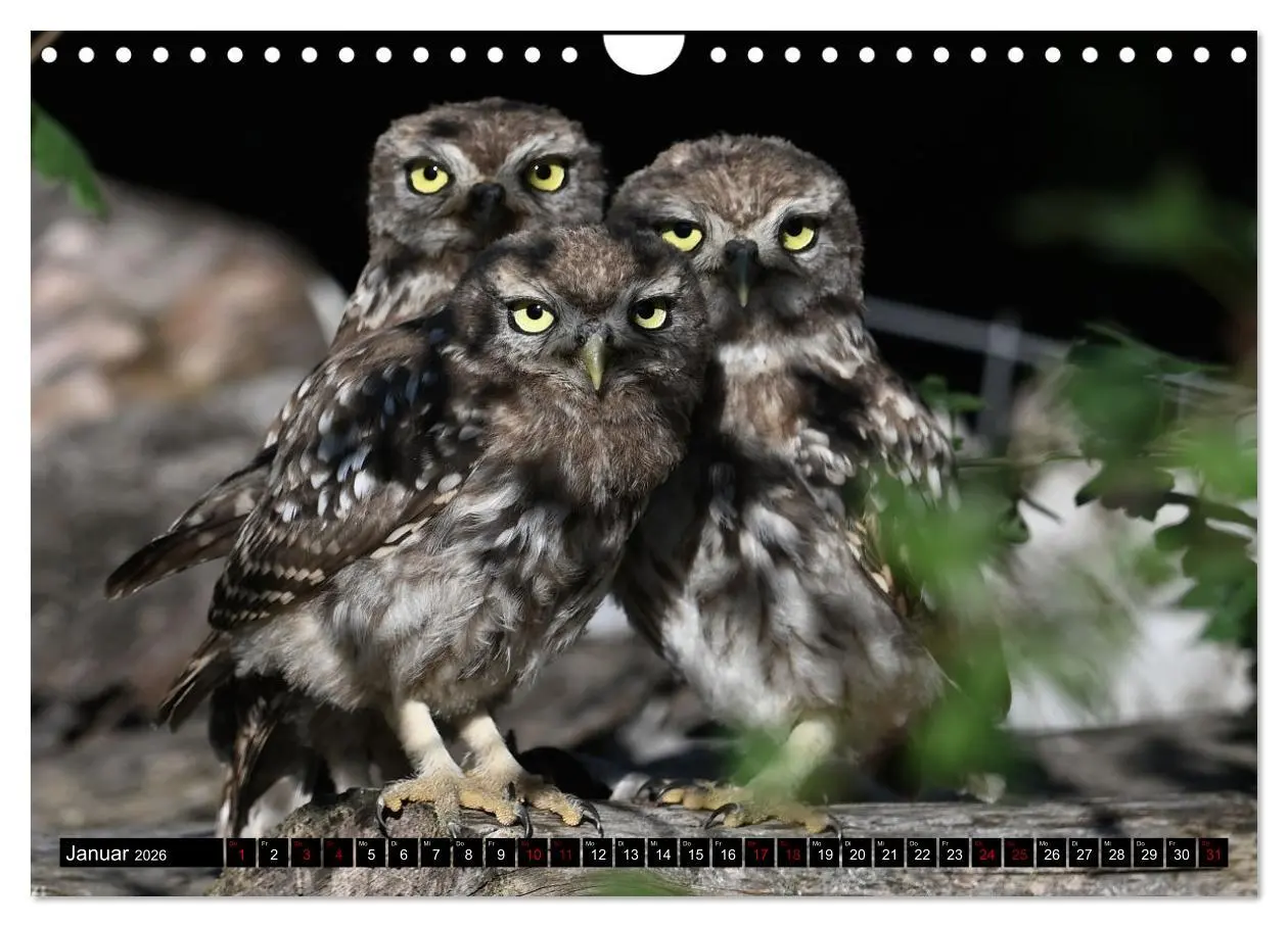 Bild: 9783457612835 | Faszination Steinkauz (Wandkalender 2026 DIN A4 quer), CALVENDO...