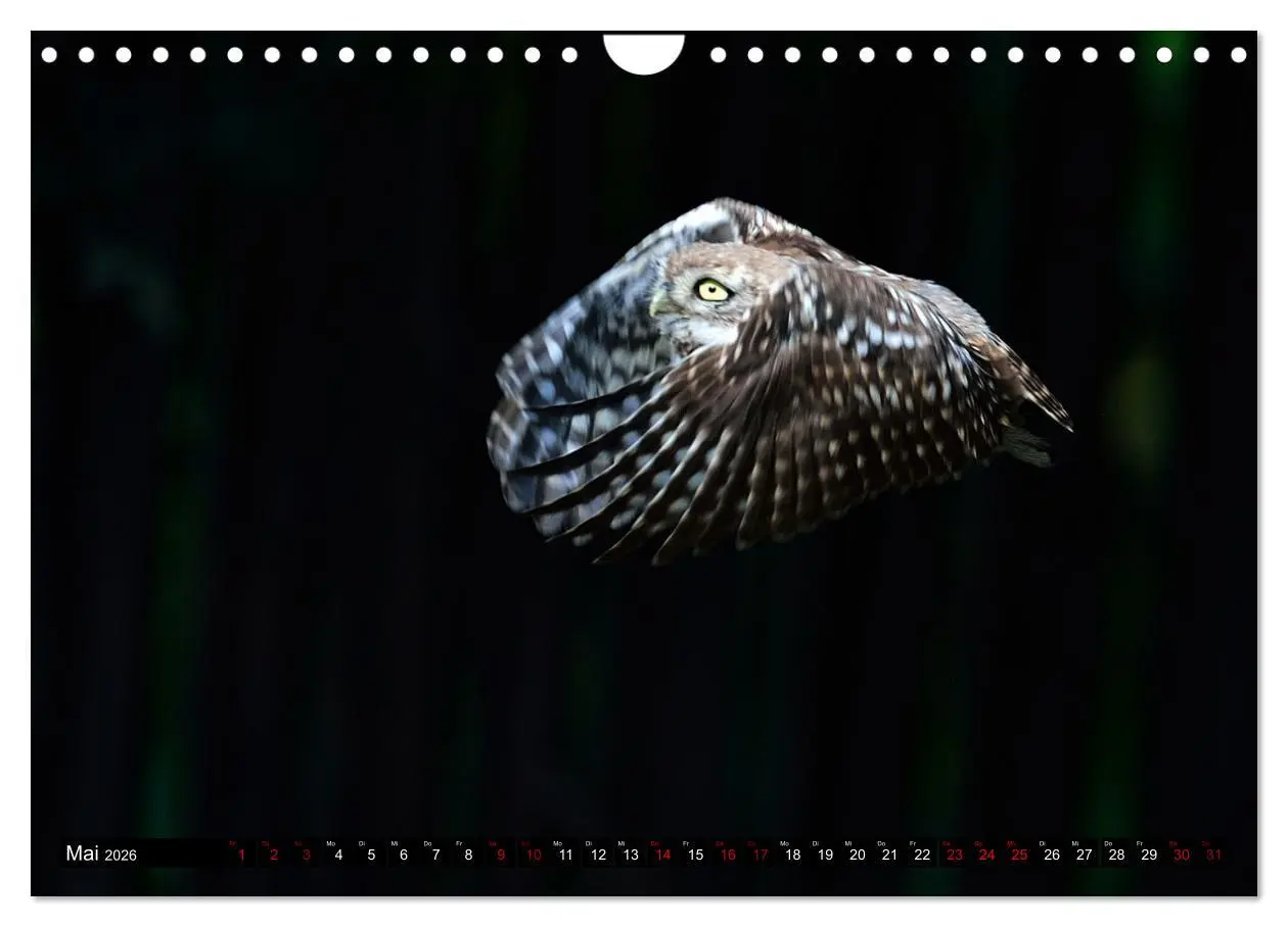 Bild: 9783457612835 | Faszination Steinkauz (Wandkalender 2026 DIN A4 quer), CALVENDO...