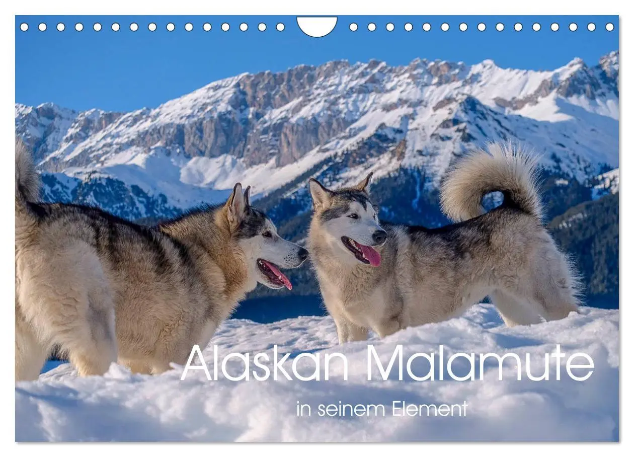 Cover: 9783457782835 | Alaskan Malamute in seinem Element (Wandkalender 2026 DIN A4 quer),...