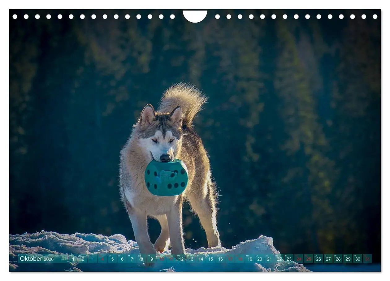Bild: 9783457782835 | Alaskan Malamute in seinem Element (Wandkalender 2026 DIN A4 quer),...