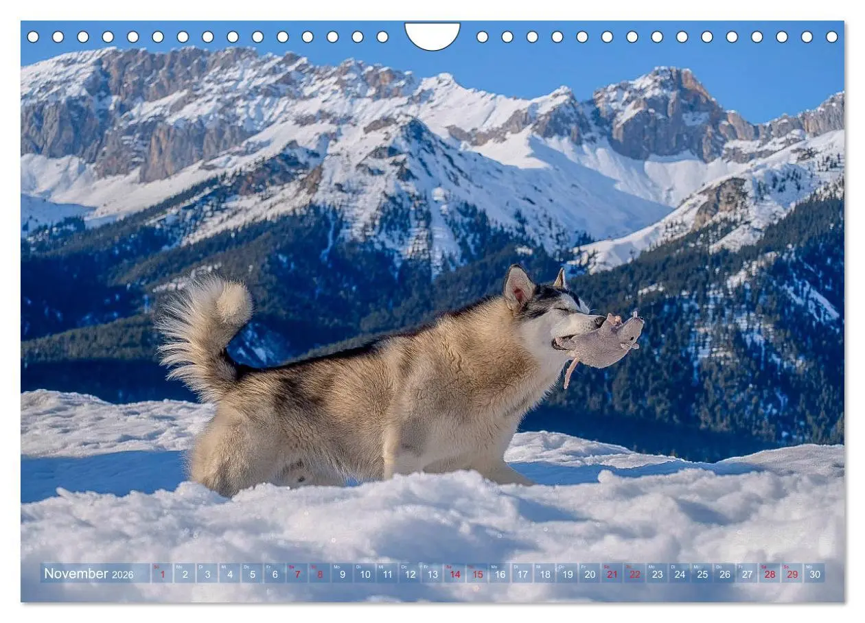 Bild: 9783457782835 | Alaskan Malamute in seinem Element (Wandkalender 2026 DIN A4 quer),...