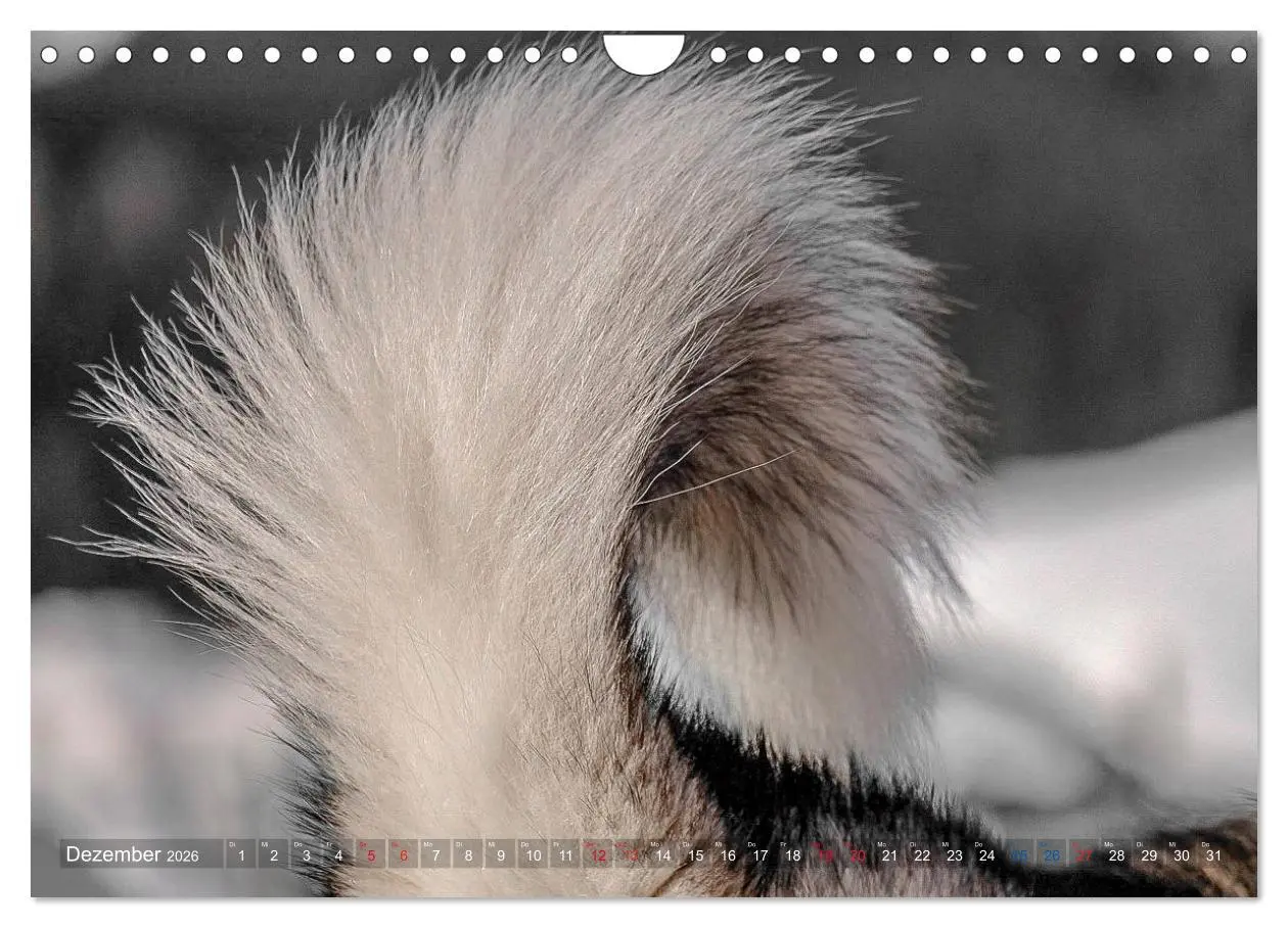 Bild: 9783457782835 | Alaskan Malamute in seinem Element (Wandkalender 2026 DIN A4 quer),...