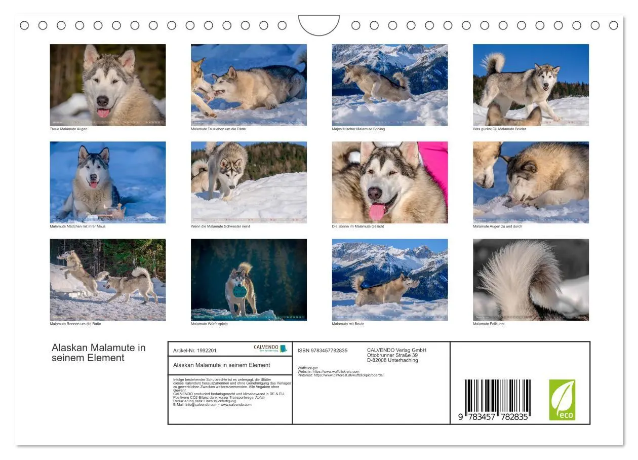 Bild: 9783457782835 | Alaskan Malamute in seinem Element (Wandkalender 2026 DIN A4 quer),...