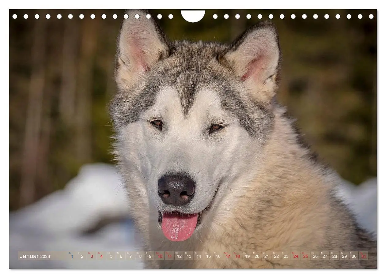Bild: 9783457782835 | Alaskan Malamute in seinem Element (Wandkalender 2026 DIN A4 quer),...