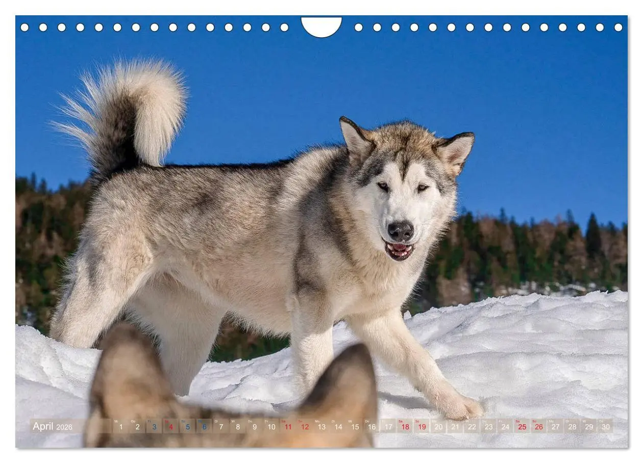 Bild: 9783457782835 | Alaskan Malamute in seinem Element (Wandkalender 2026 DIN A4 quer),...