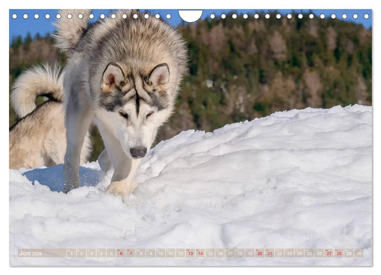 Bild: 9783457782835 | Alaskan Malamute in seinem Element (Wandkalender 2026 DIN A4 quer),...