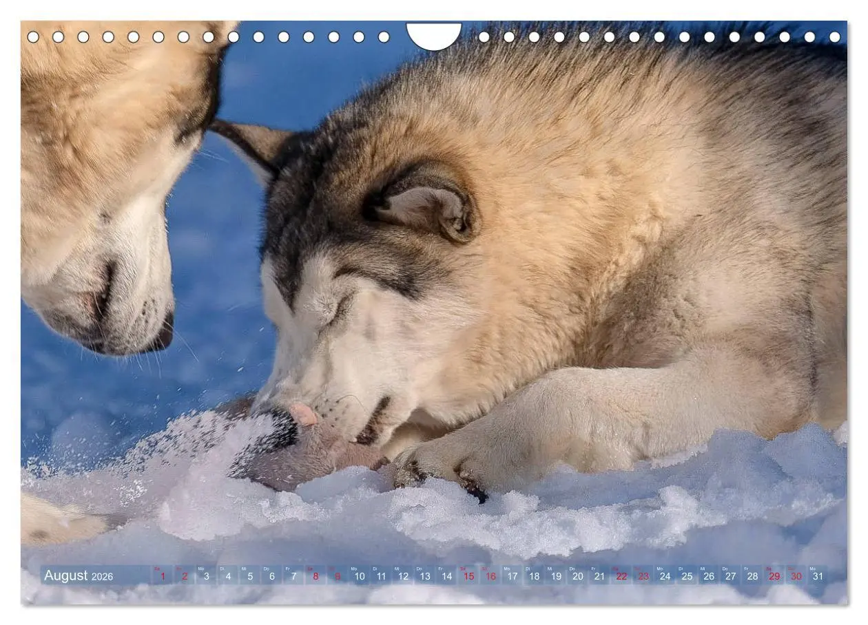 Bild: 9783457782835 | Alaskan Malamute in seinem Element (Wandkalender 2026 DIN A4 quer),...
