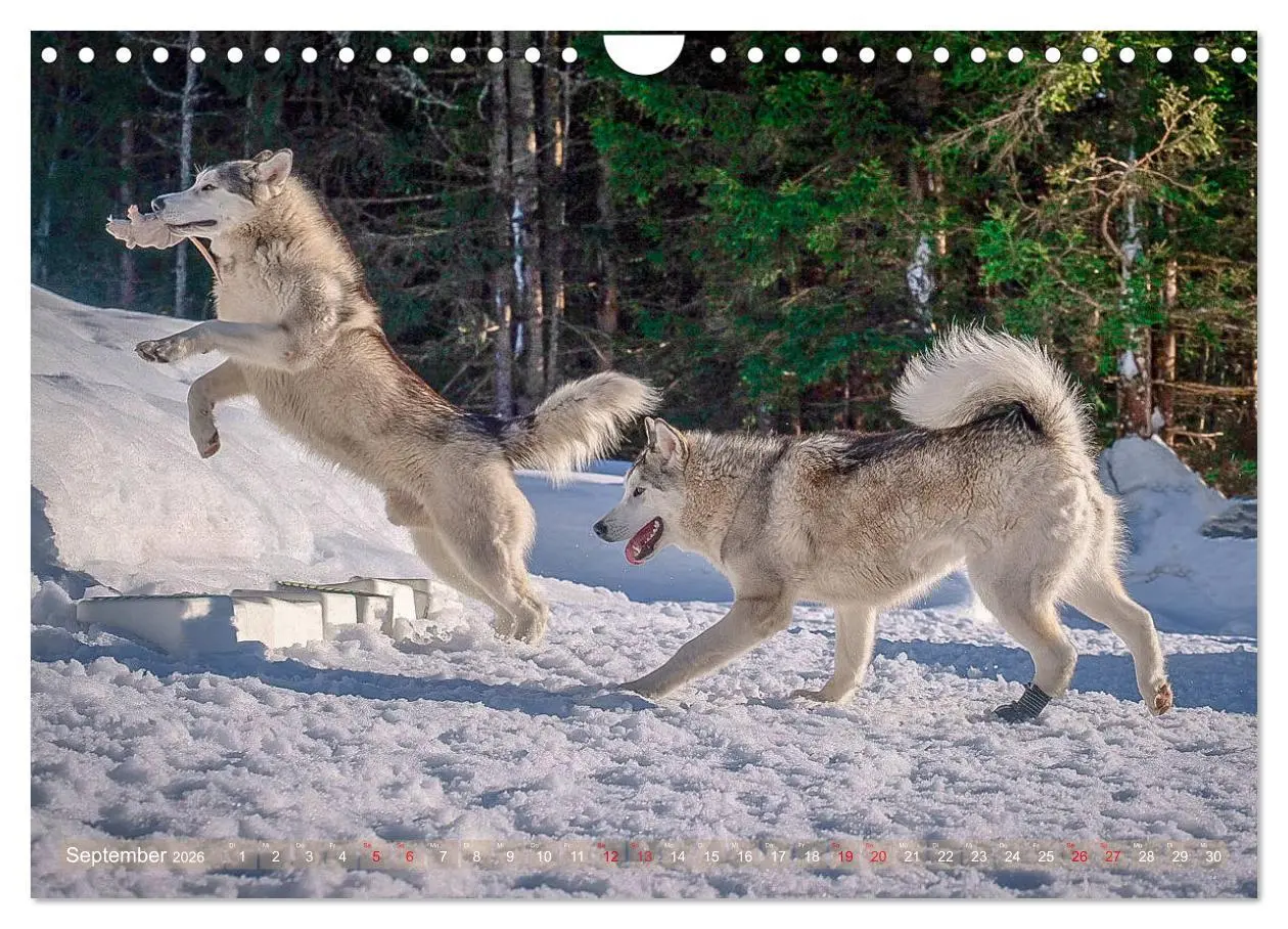 Bild: 9783457782835 | Alaskan Malamute in seinem Element (Wandkalender 2026 DIN A4 quer),...