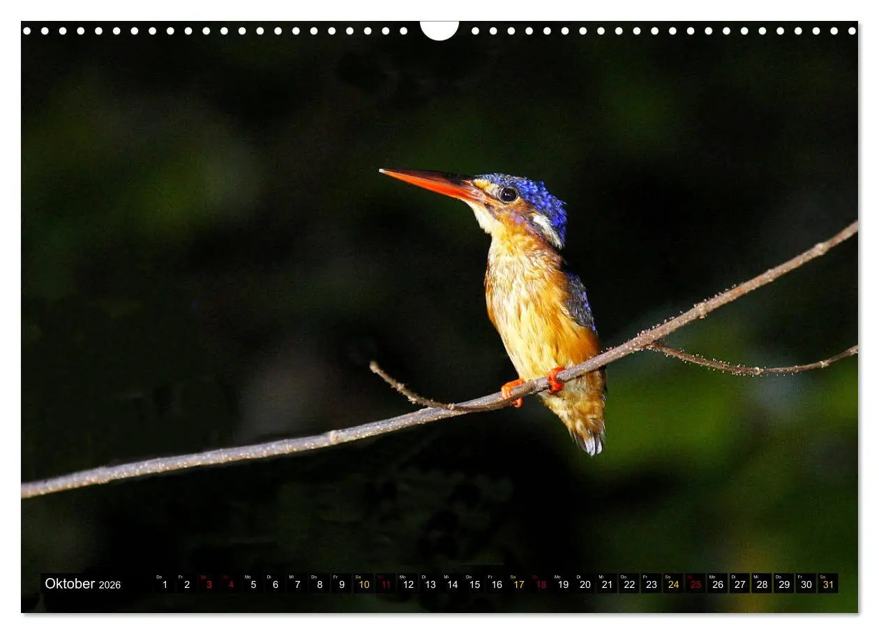 Bild: 9783457852835 | Borneo - Tierparadies Regenwald (Wandkalender 2026 DIN A3 quer),...