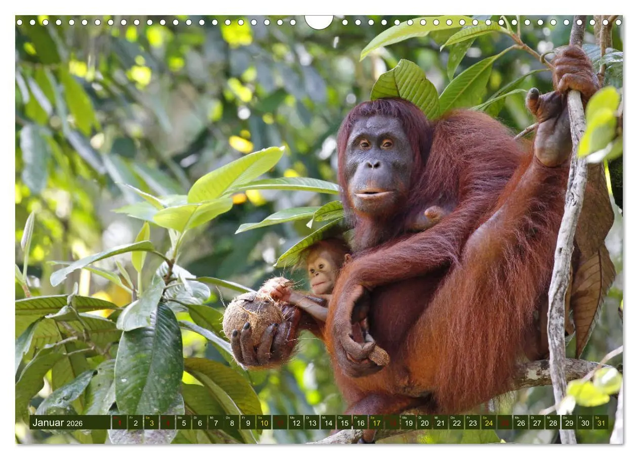 Bild: 9783457852835 | Borneo - Tierparadies Regenwald (Wandkalender 2026 DIN A3 quer),...