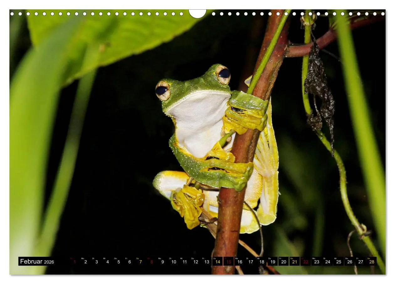 Bild: 9783457852835 | Borneo - Tierparadies Regenwald (Wandkalender 2026 DIN A3 quer),...