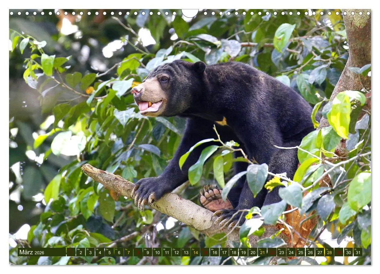 Bild: 9783457852835 | Borneo - Tierparadies Regenwald (Wandkalender 2026 DIN A3 quer),...