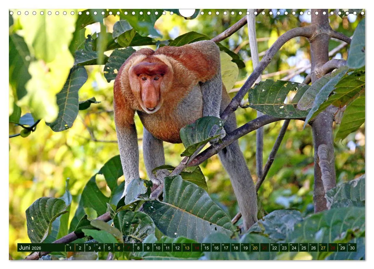 Bild: 9783457852835 | Borneo - Tierparadies Regenwald (Wandkalender 2026 DIN A3 quer),...