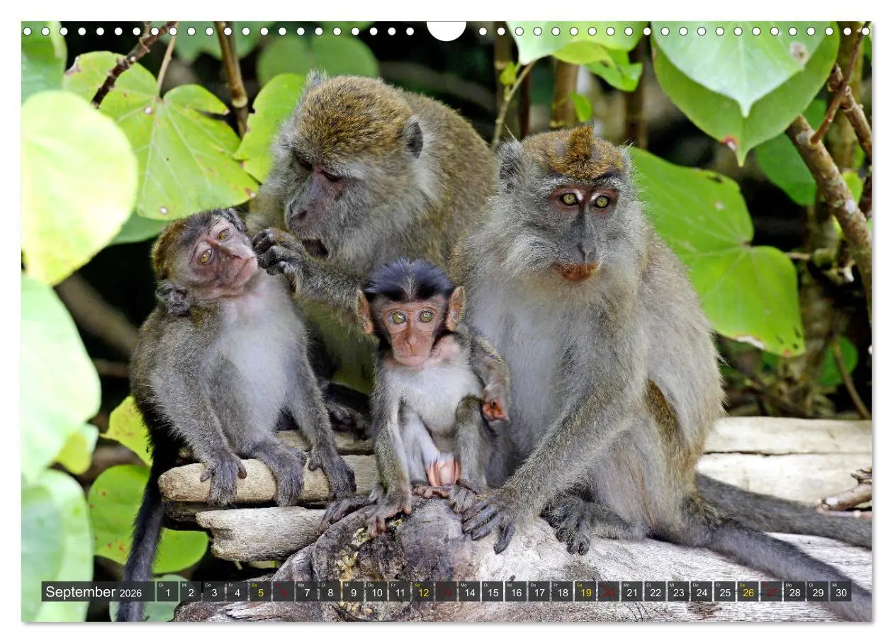 Bild: 9783457852835 | Borneo - Tierparadies Regenwald (Wandkalender 2026 DIN A3 quer),...