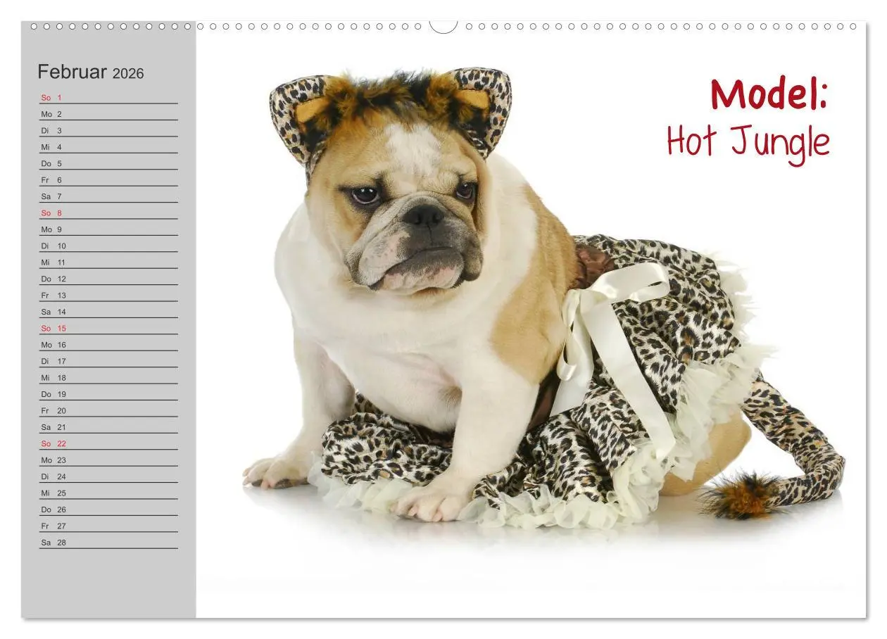 Bild: 9783516002935 | English Bulldog XXL Models (Wandkalender 2026 DIN A2 quer),...