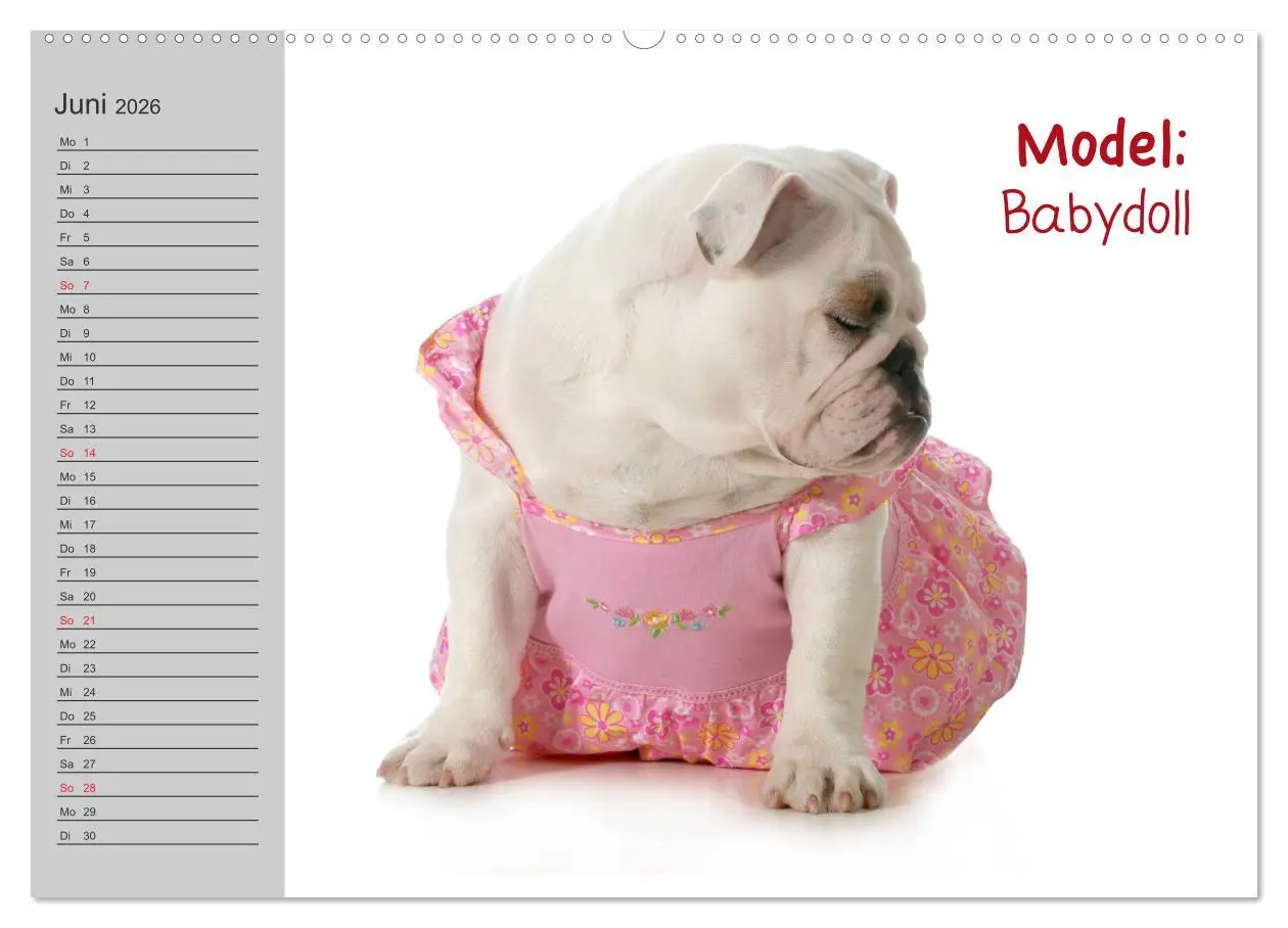 Bild: 9783516002935 | English Bulldog XXL Models (Wandkalender 2026 DIN A2 quer),...