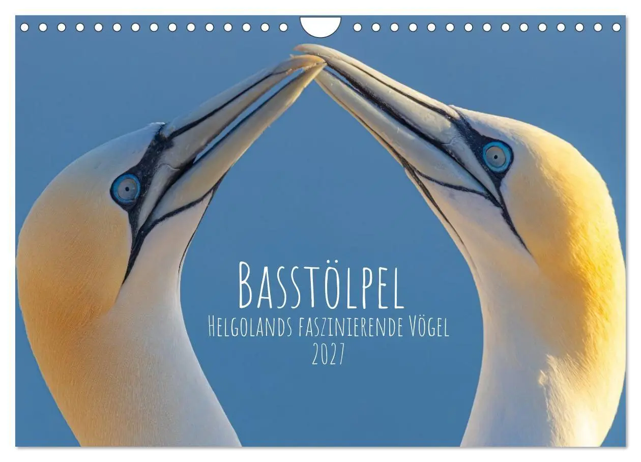 Cover: 9783516862935 | Basstölpel - Helgolands faszinierende Vögel (Wandkalender 2027 DIN...