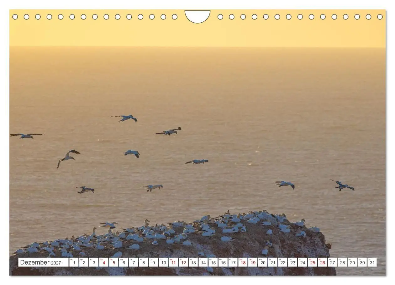 Bild: 9783516862935 | Basstölpel - Helgolands faszinierende Vögel (Wandkalender 2027 DIN...