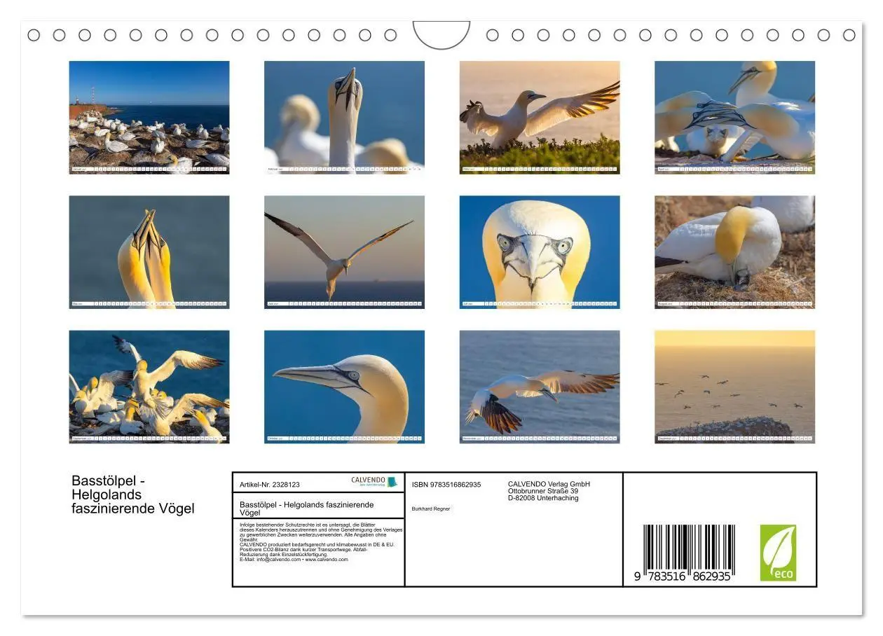 Bild: 9783516862935 | Basstölpel - Helgolands faszinierende Vögel (Wandkalender 2027 DIN...