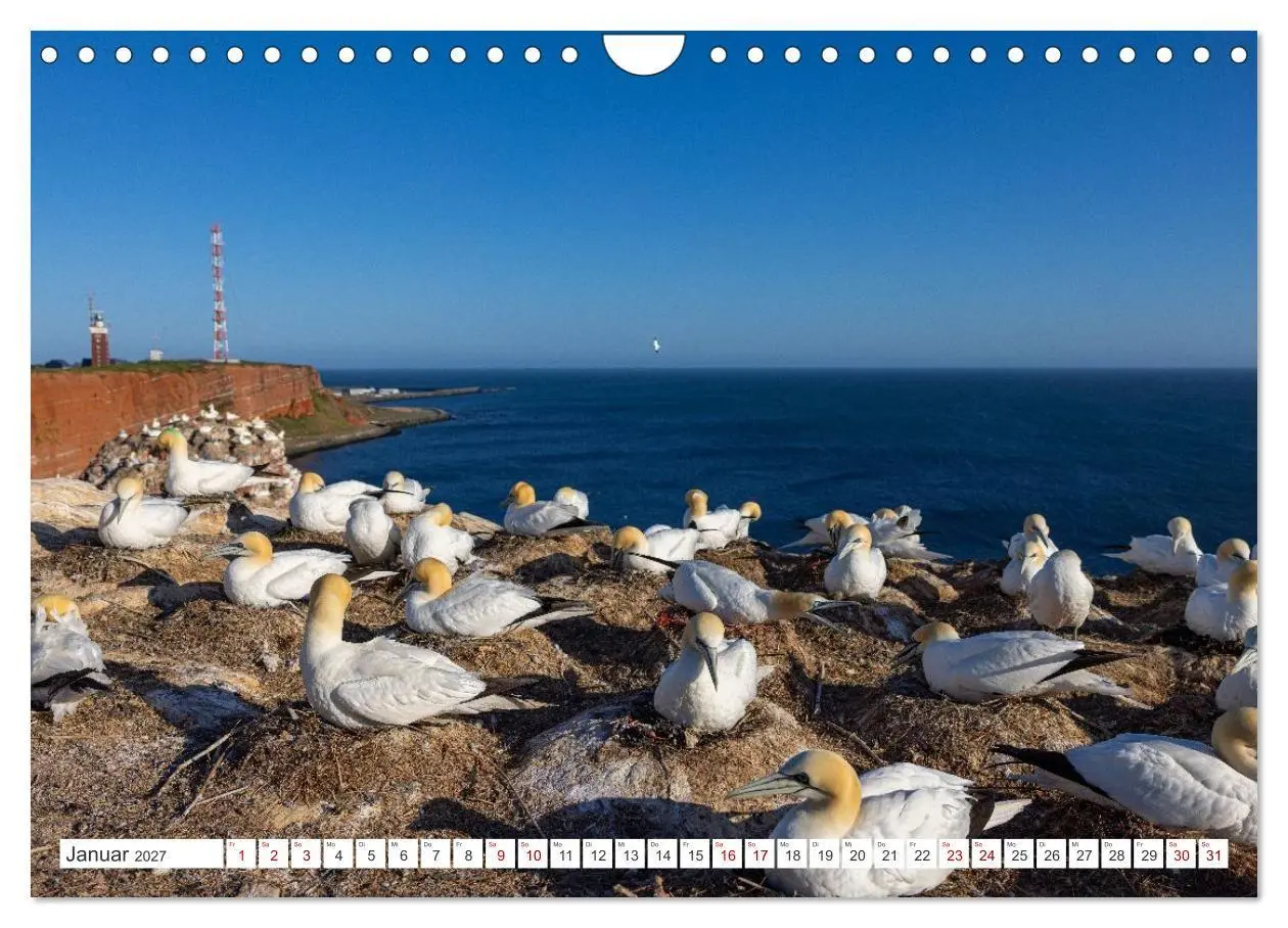 Bild: 9783516862935 | Basstölpel - Helgolands faszinierende Vögel (Wandkalender 2027 DIN...