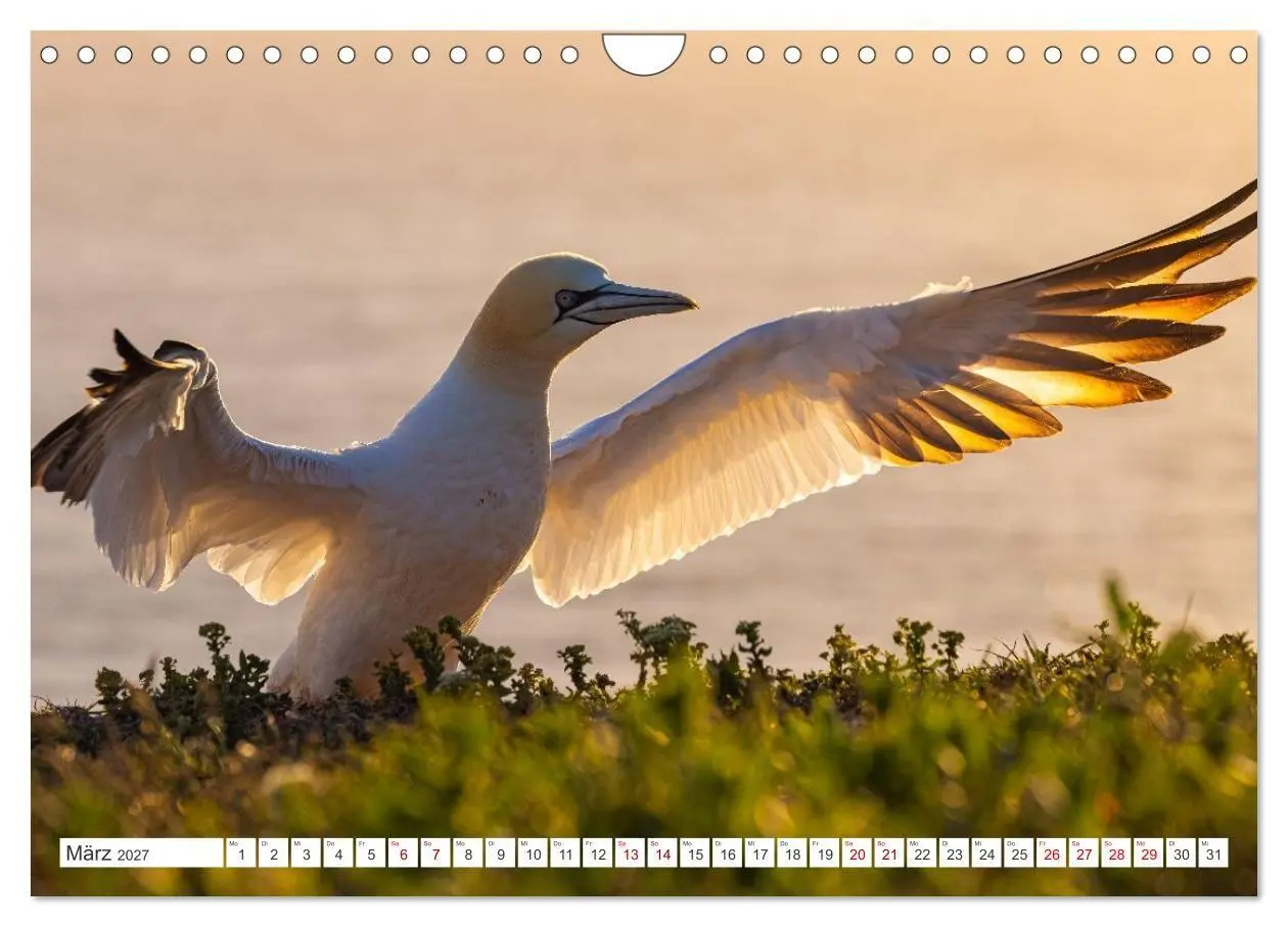 Bild: 9783516862935 | Basstölpel - Helgolands faszinierende Vögel (Wandkalender 2027 DIN...