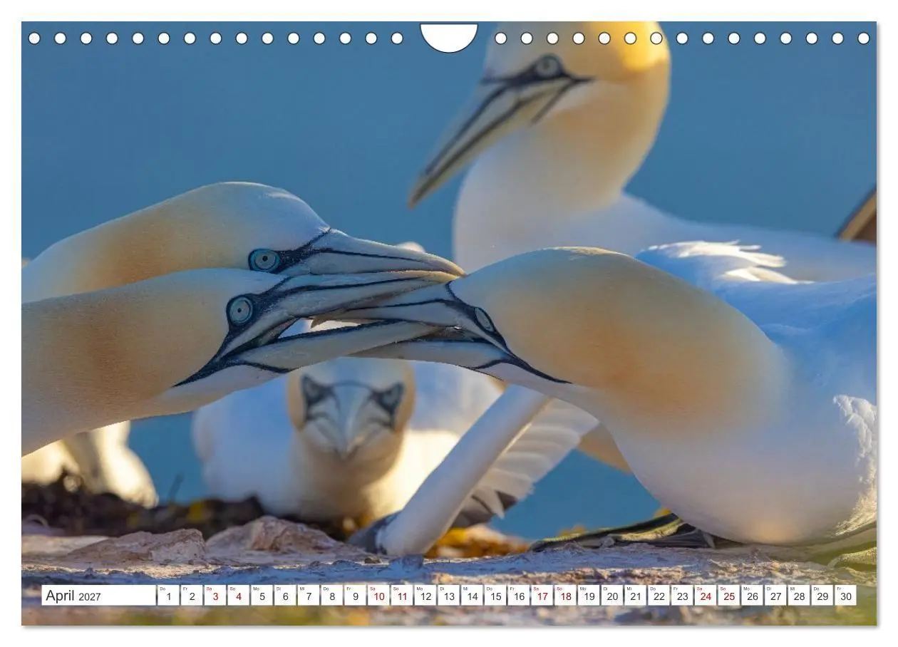 Bild: 9783516862935 | Basstölpel - Helgolands faszinierende Vögel (Wandkalender 2027 DIN...
