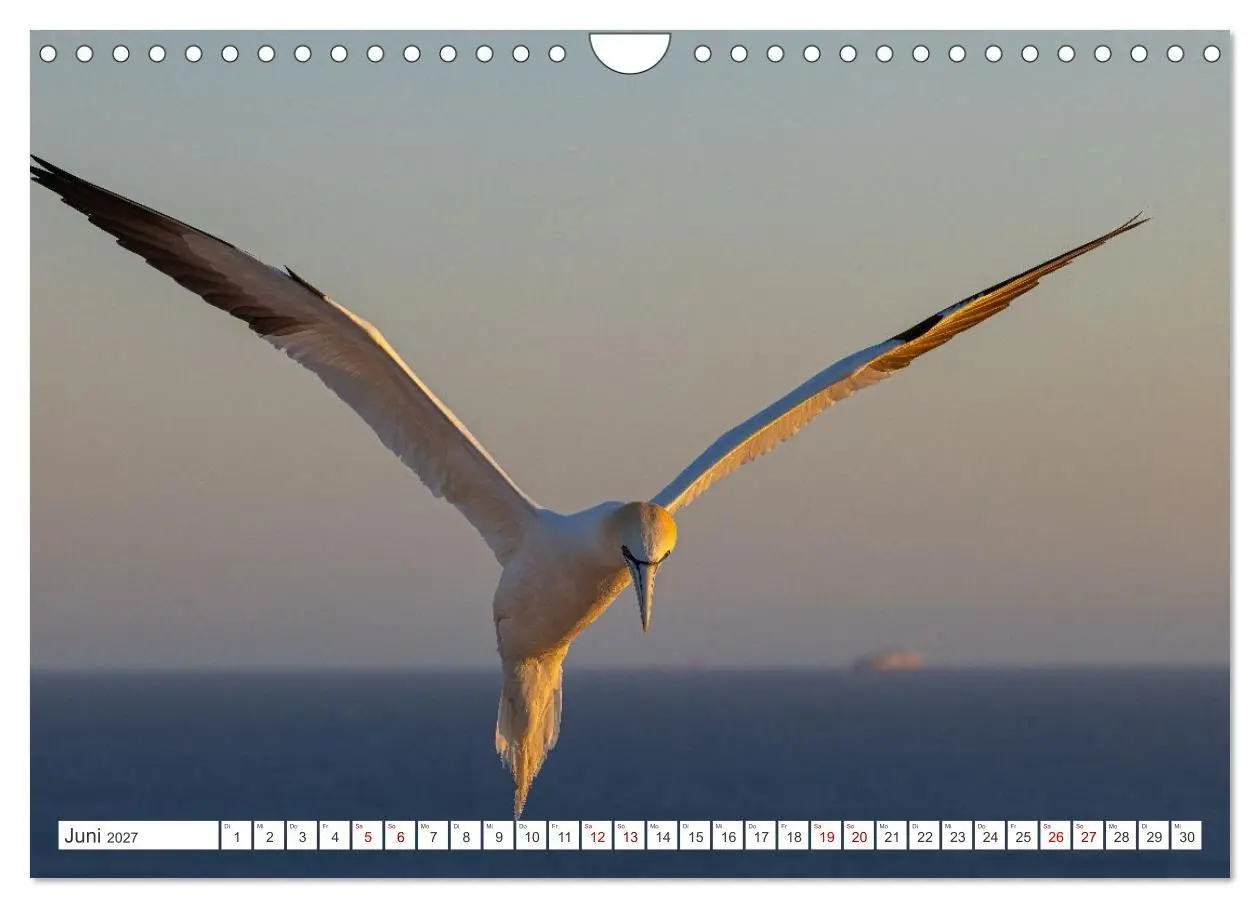 Bild: 9783516862935 | Basstölpel - Helgolands faszinierende Vögel (Wandkalender 2027 DIN...
