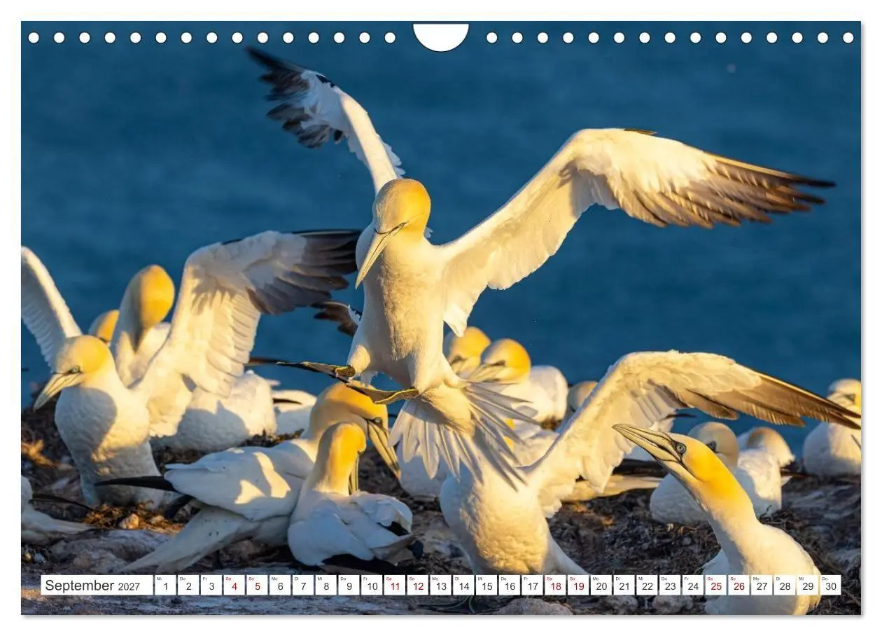 Bild: 9783516862935 | Basstölpel - Helgolands faszinierende Vögel (Wandkalender 2027 DIN...