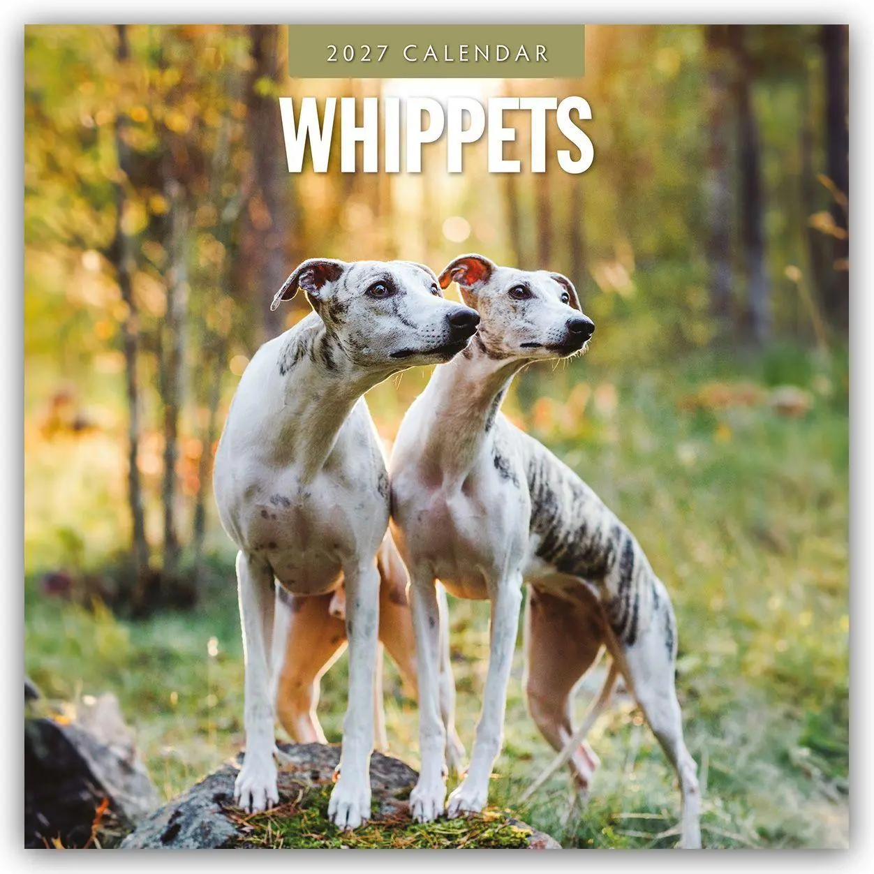 Cover: 9781837013135 | Whippets - Whippet 2027 - 16-Monatskalender | Robin Red | Kalender