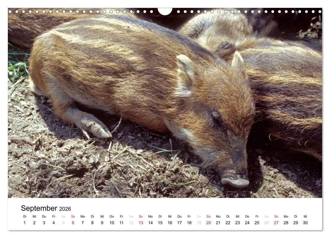 Bild: 9783516053135 | Der Ebersberger Forst und seine Umgebung (Wandkalender 2026 DIN A3...