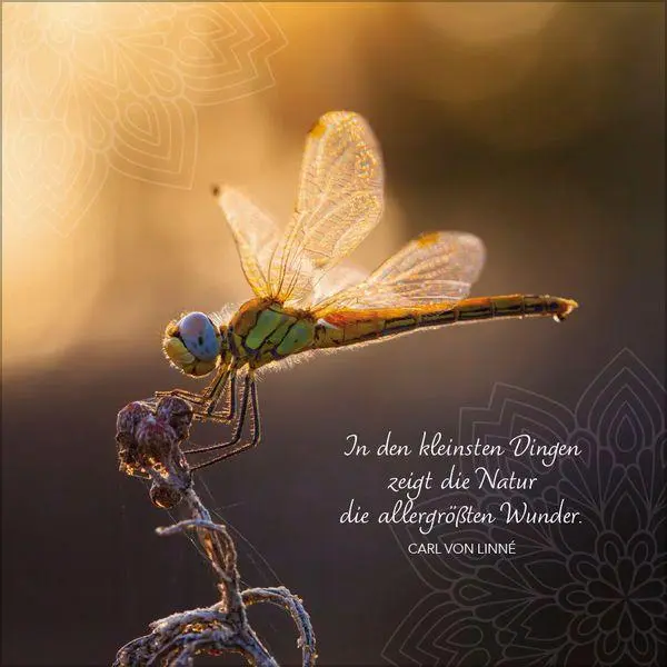 Bild: 9783819303135 | Achtsamkeit 2027 | Verlag Korsch | Kalender | 13 S. | Deutsch | 2027