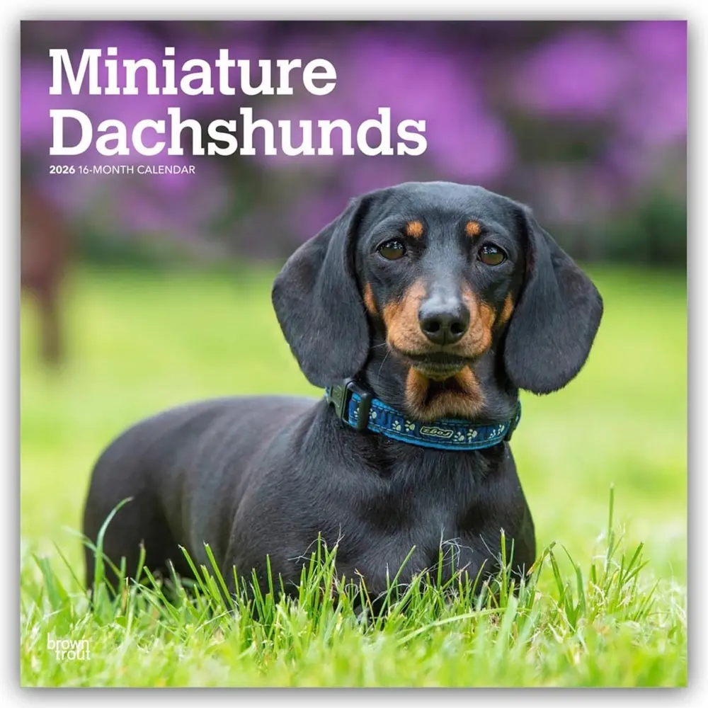 Cover: 9798330703135 | Miniature Dachshunds 2026 12 X 24 Inch (Hanging) Monthly Square...