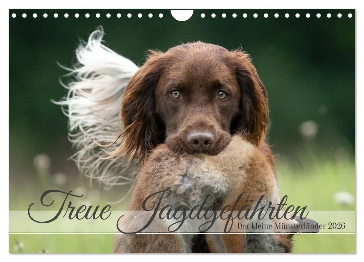 Cover: 9783457323335 | Treue Jagdgefährten Der kleine Münsterländer (Wandkalender 2026 DIN...