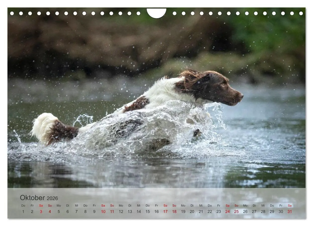 Bild: 9783457323335 | Treue Jagdgefährten Der kleine Münsterländer (Wandkalender 2026 DIN...