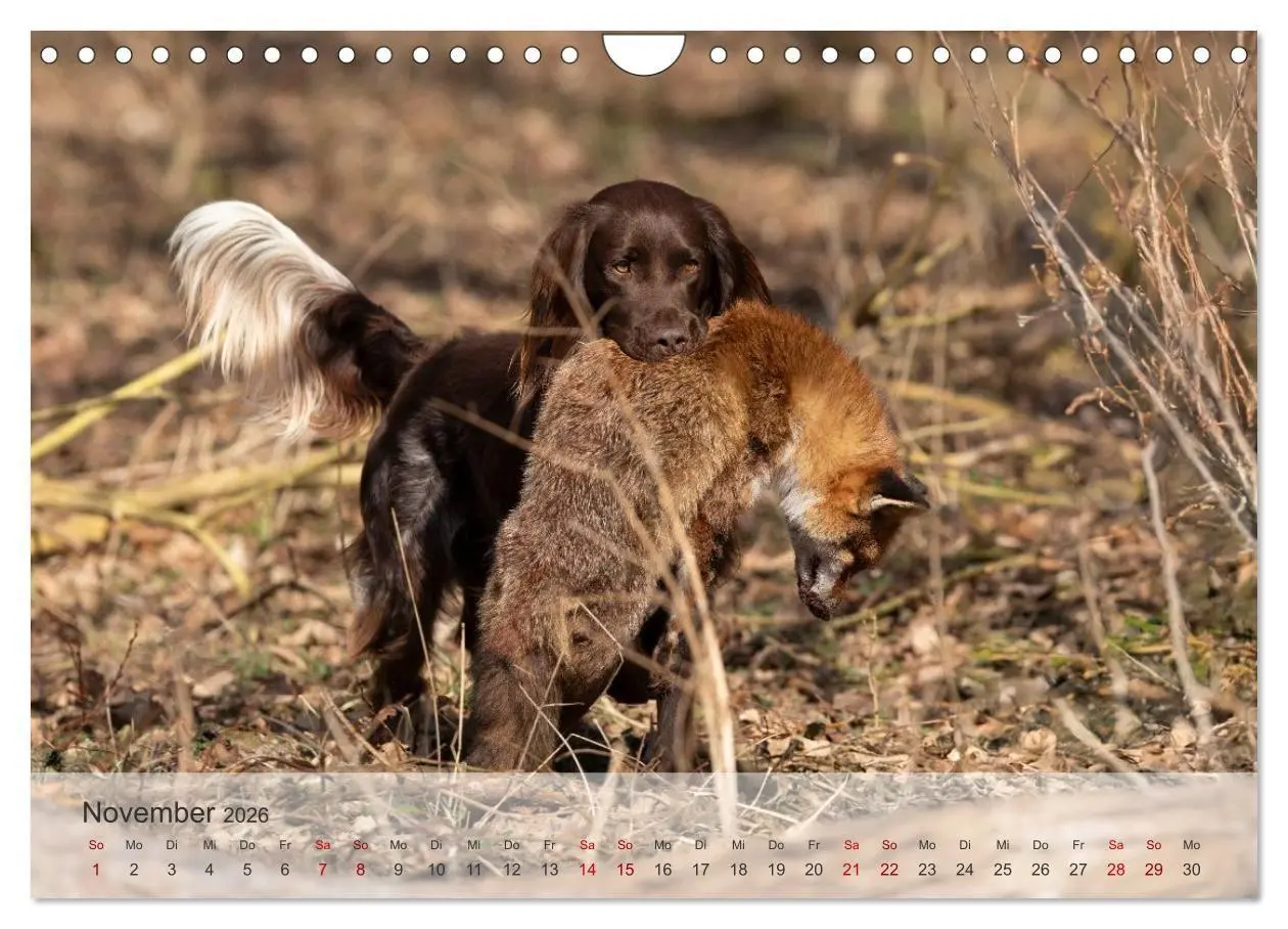 Bild: 9783457323335 | Treue Jagdgefährten Der kleine Münsterländer (Wandkalender 2026 DIN...