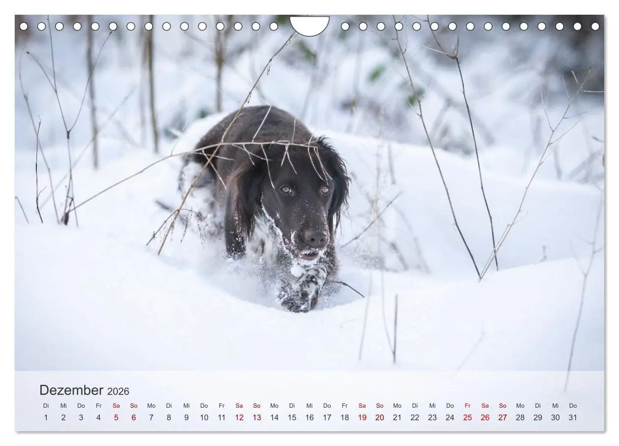 Bild: 9783457323335 | Treue Jagdgefährten Der kleine Münsterländer (Wandkalender 2026 DIN...