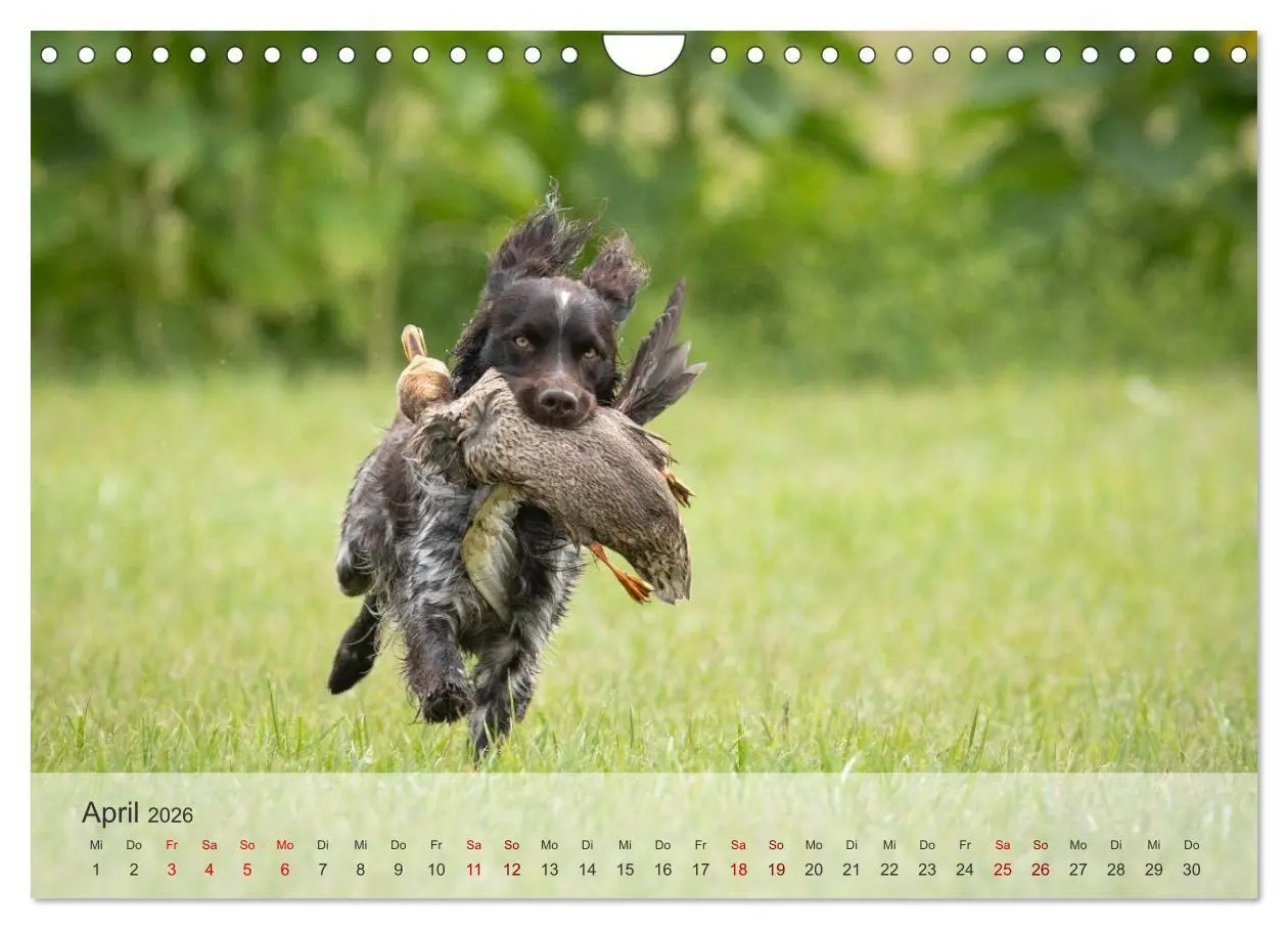 Bild: 9783457323335 | Treue Jagdgefährten Der kleine Münsterländer (Wandkalender 2026 DIN...