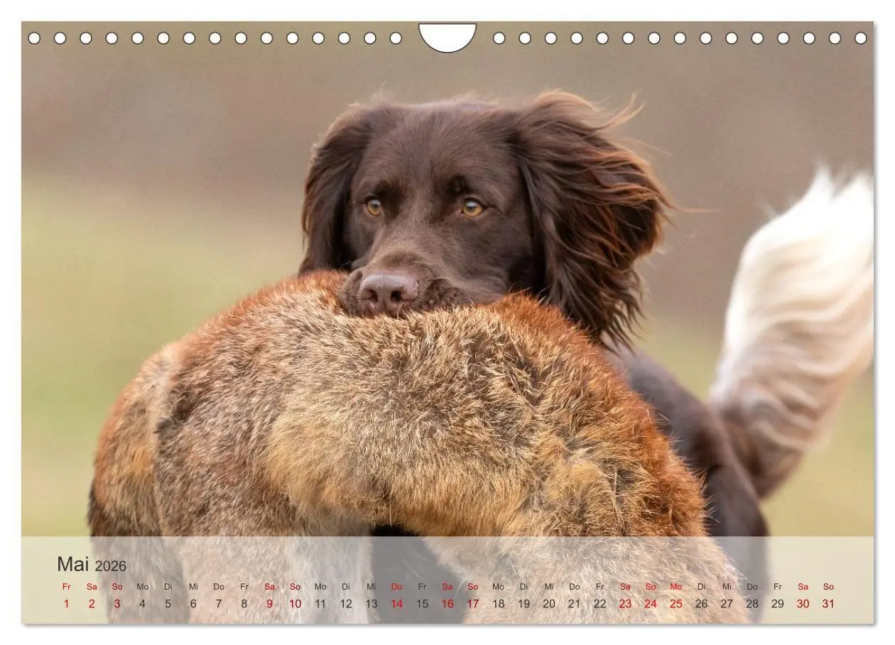 Bild: 9783457323335 | Treue Jagdgefährten Der kleine Münsterländer (Wandkalender 2026 DIN...