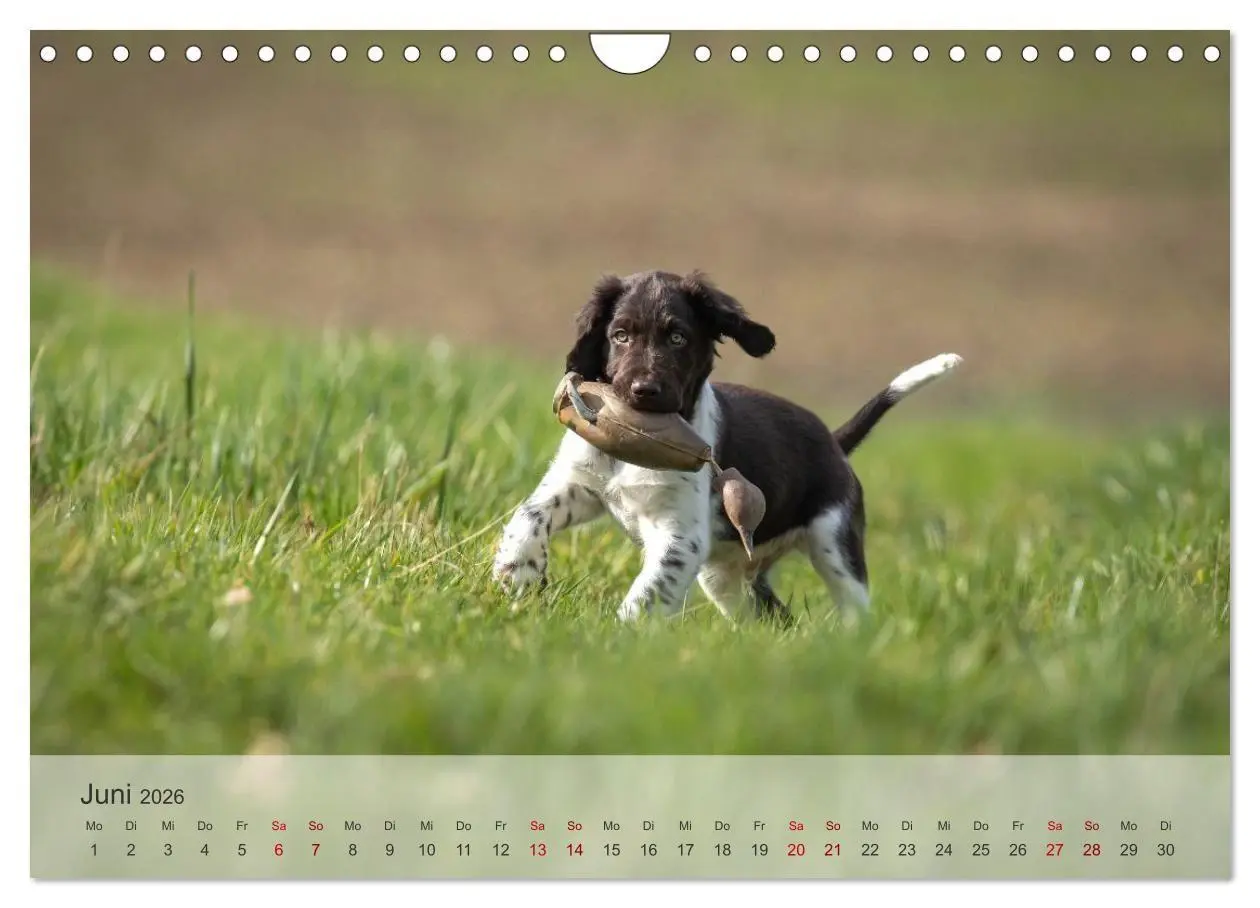 Bild: 9783457323335 | Treue Jagdgefährten Der kleine Münsterländer (Wandkalender 2026 DIN...