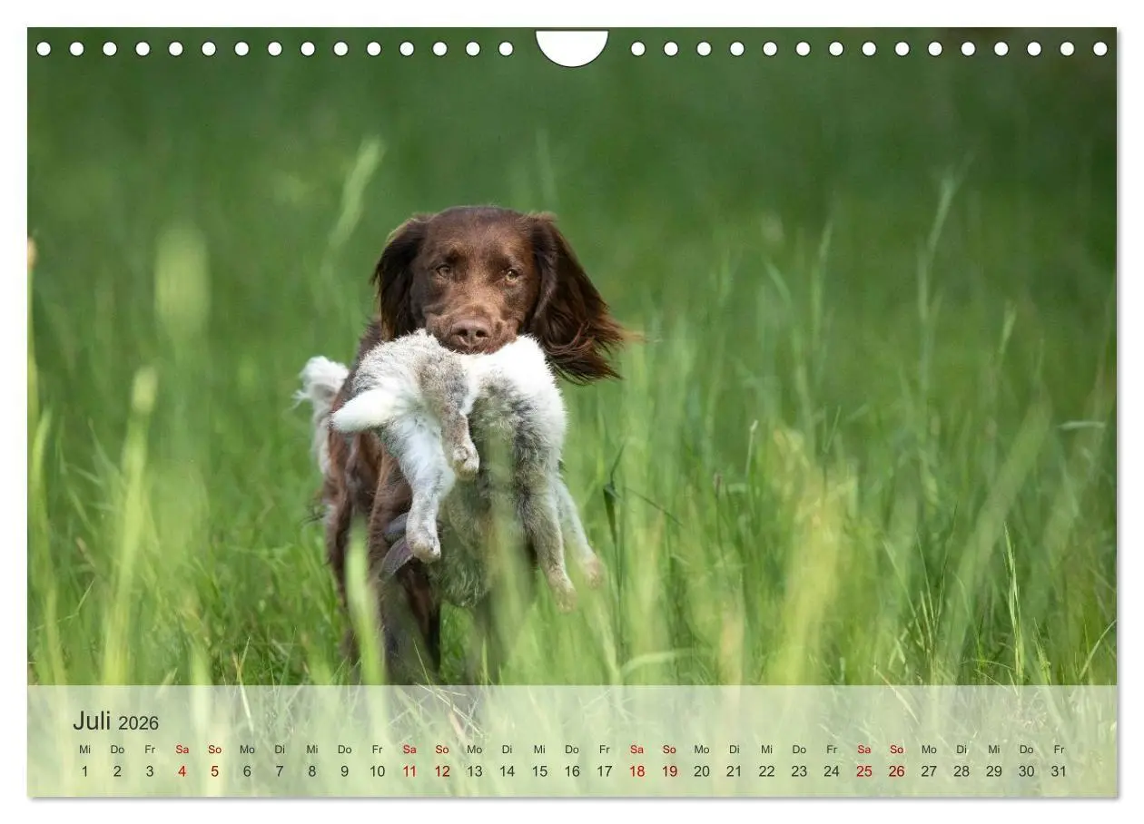 Bild: 9783457323335 | Treue Jagdgefährten Der kleine Münsterländer (Wandkalender 2026 DIN...